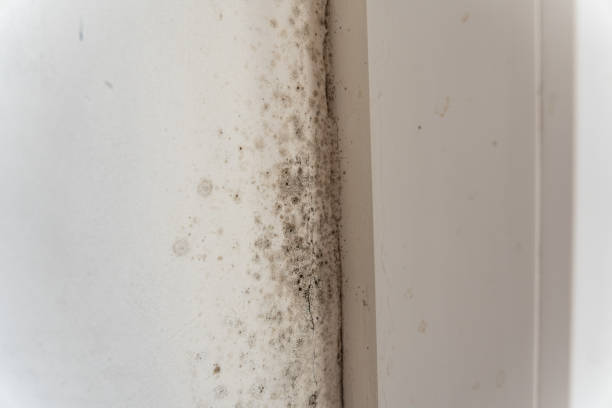 Best Asbestos and Lead Testing During Mold Inspection  in Stanley, WI